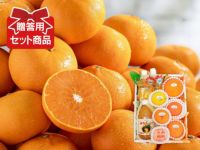 愛媛県産　まぁどんな　早生みかん　セット 愛媛産 極早生みかん | 47CLUB – 名産・特産品・ご当地グルメの