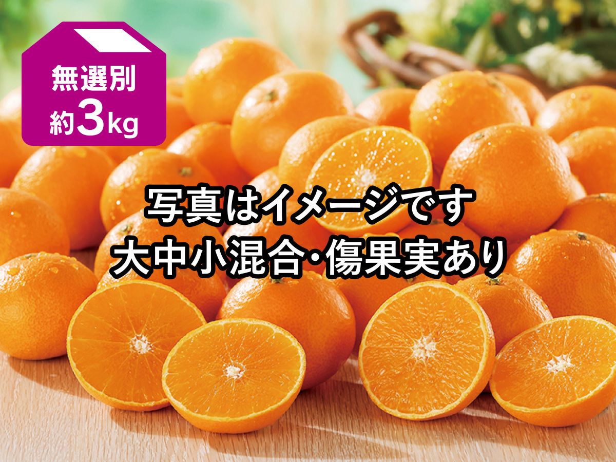 媛まどんな約2kg(無選別) | のま果樹園