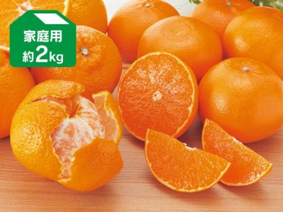 露地せとか約2kg-家庭用 | のま果樹園