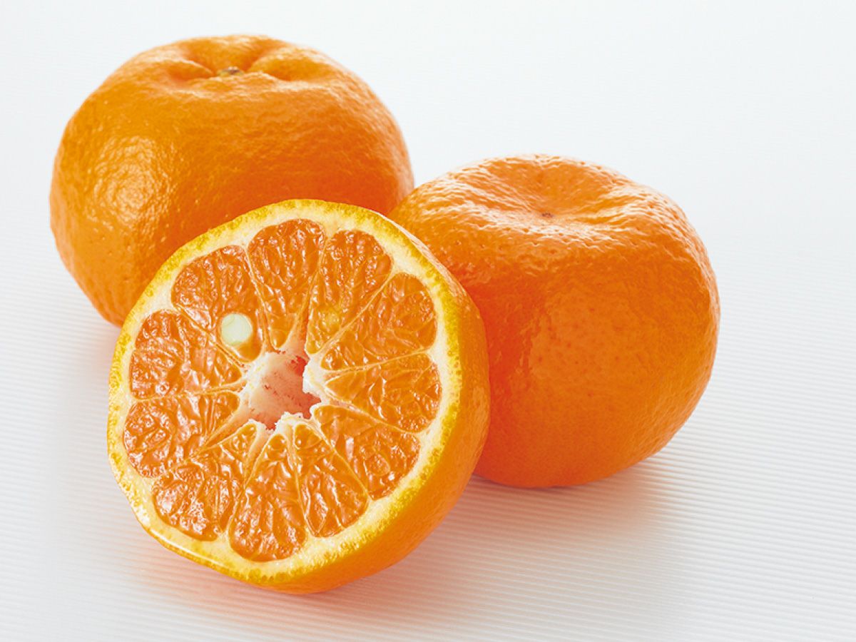 ポンカン約9kg-家庭用 | のま果樹園