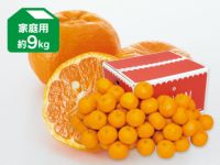 【みぃ】ポンカン4Kg+ポンカン9Kg　　2か所送り みぃ様専用】ポンカン4Kg+ポンカン9Kg 2か所送り