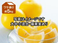ワケありニューサマーオレンジ約5kg | のま果樹園