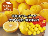 ワケありはるか約5kg | のま果樹園