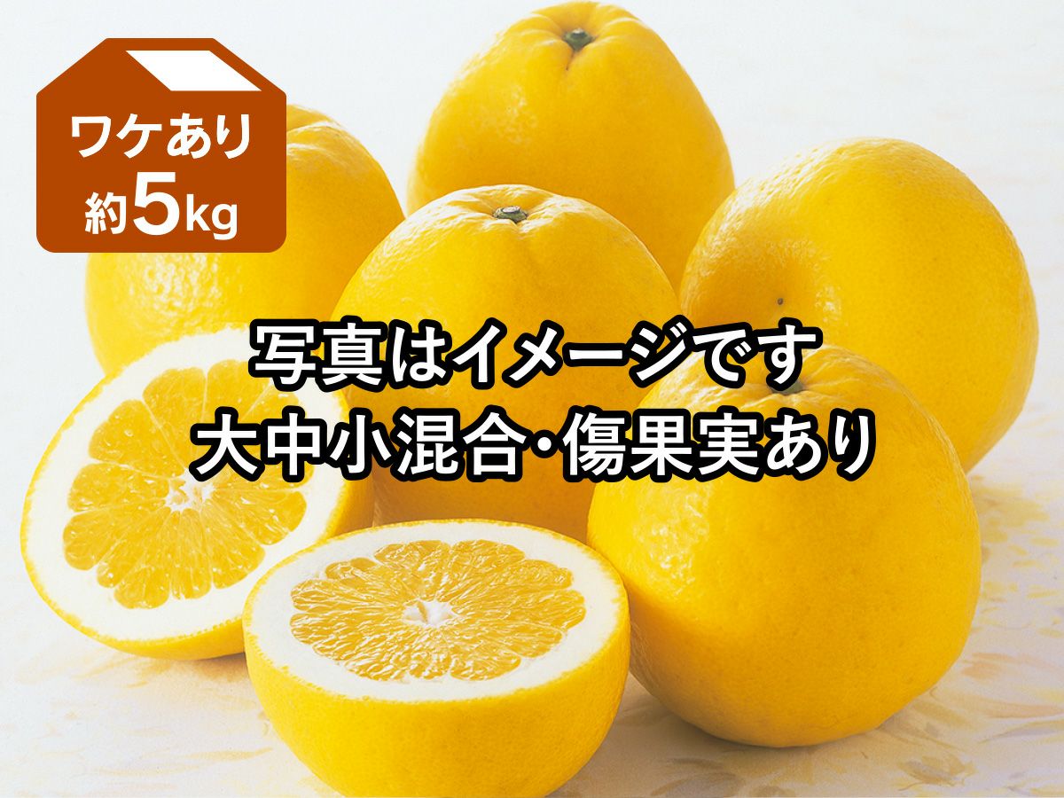 河内晩柑【スタンダード】 - しげたつファーム