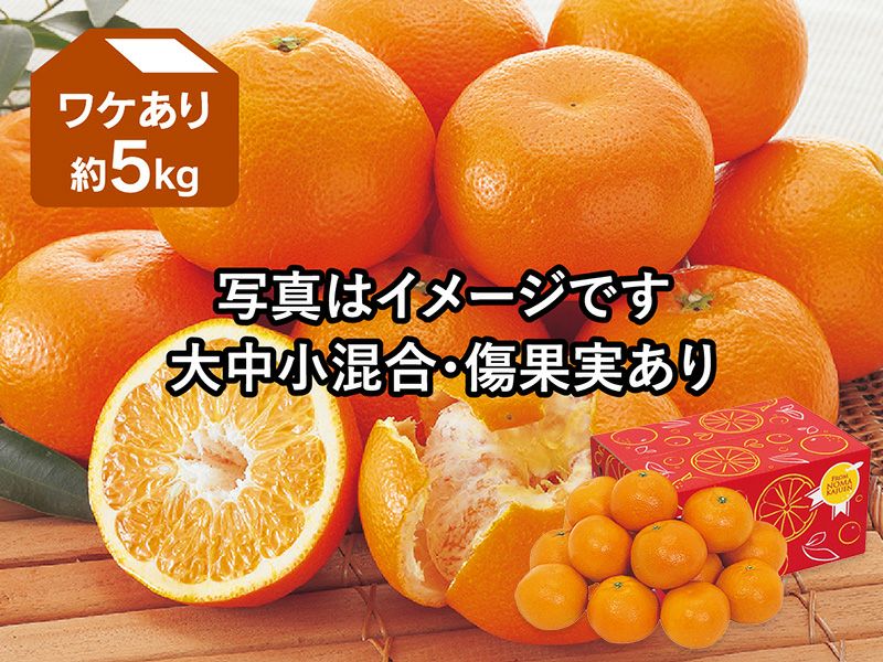 ワケあり宮内いよかん約5kg | のま果樹園