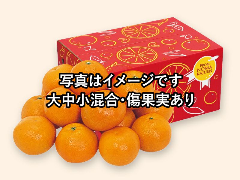 ワケあり宮内いよかん約5kg | のま果樹園