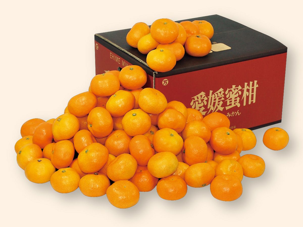 愛媛みかん9kg-家庭用 | のま果樹園