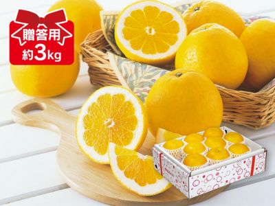 河内晩柑約3kg-贈答用(ジューシーオレンジ)