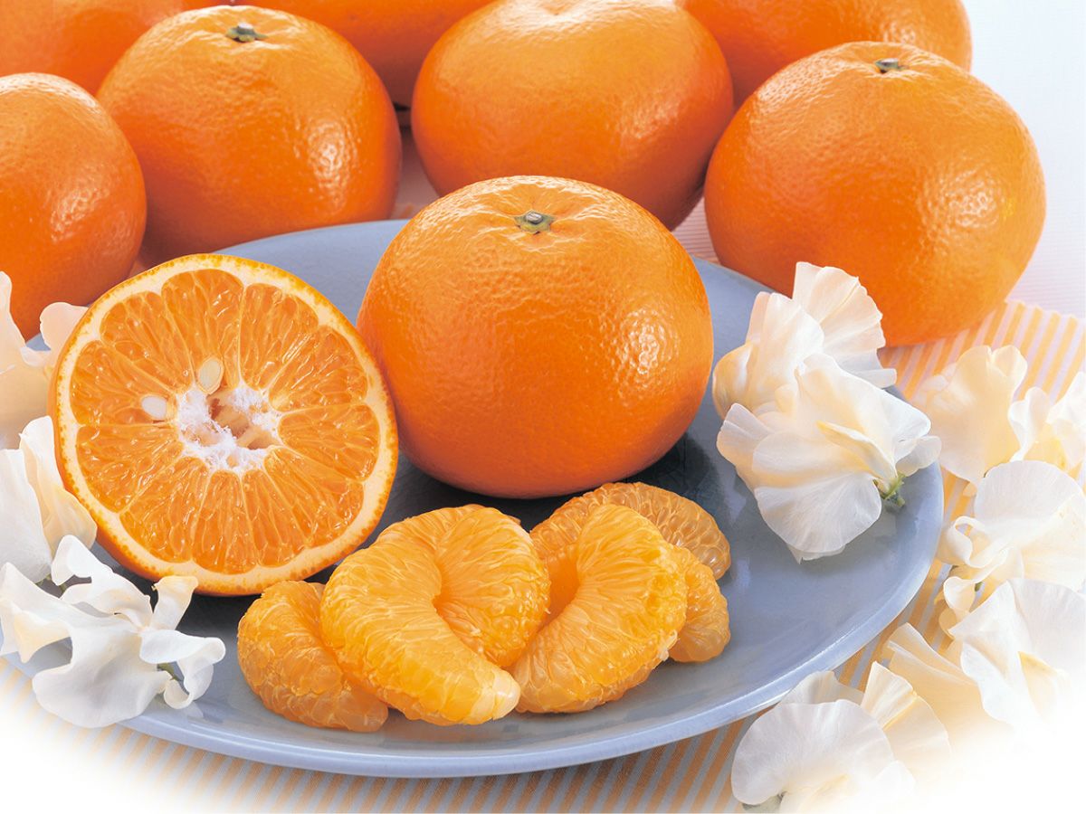 宮内いよかん約4kg-贈答用 | のま果樹園