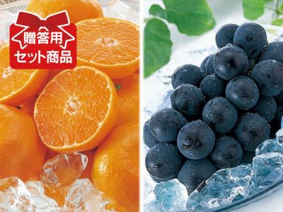 りー　おまとめ割引　まどんな4キロ　せとか4キロ 露地せとか約4kg-家庭用 | のま果樹園