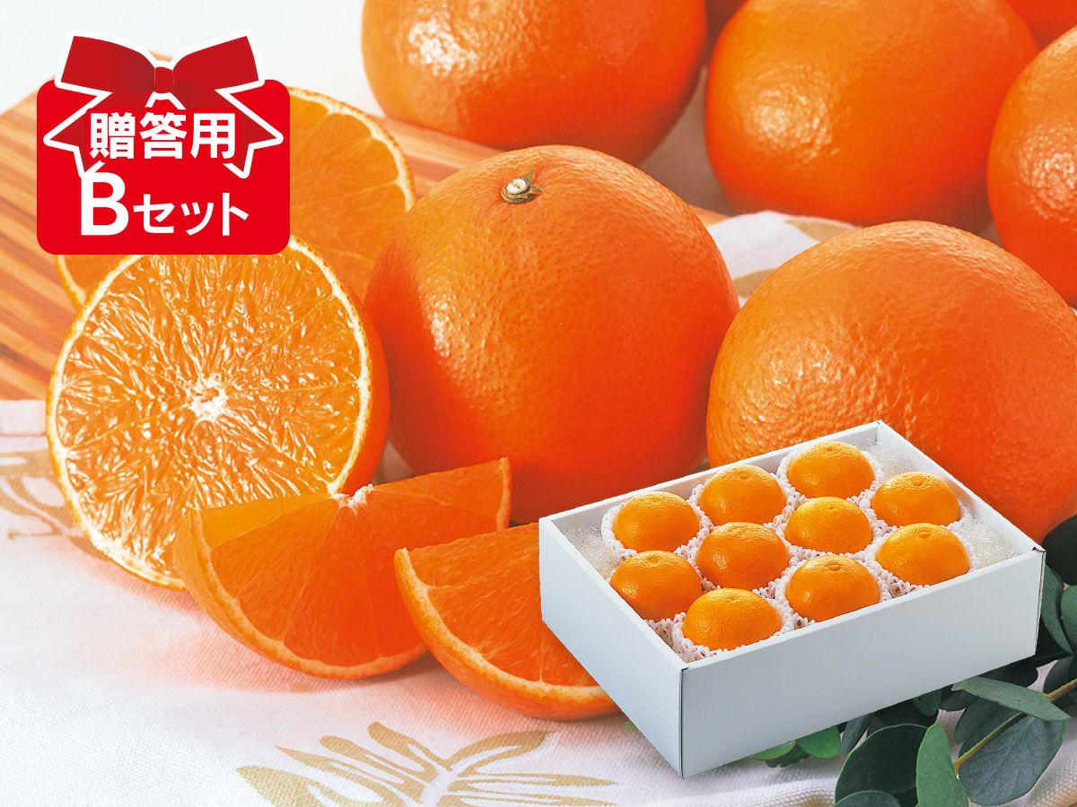 媛まどんな Bセット 8 12個前後 贈答用 のま果樹園