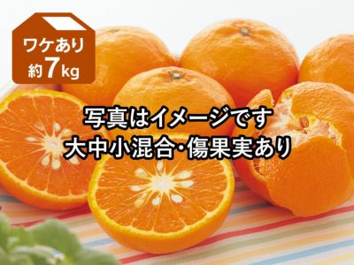 せとか15㎏(家庭用)くまたん fit=scale-down,w=1200