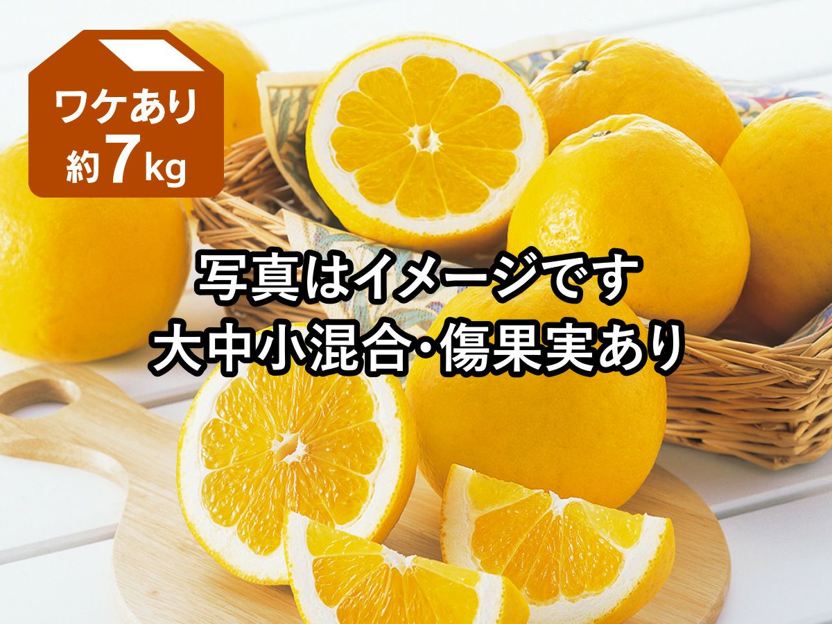 ワケあり木成り河内晩柑約7kg | のま果樹園