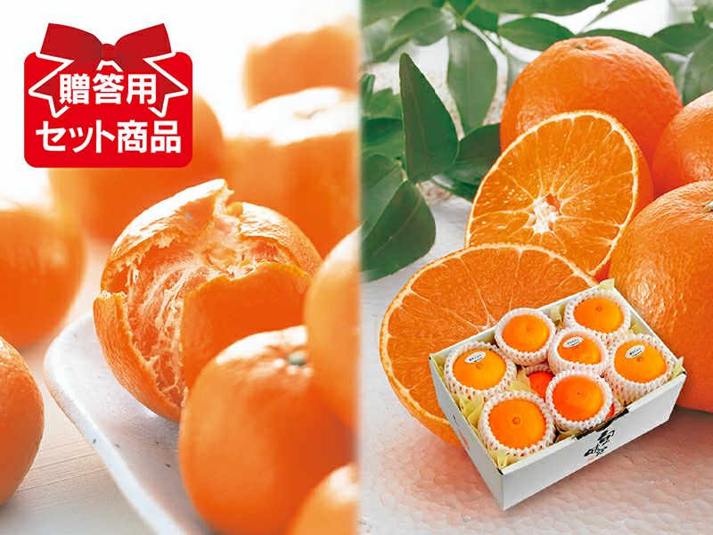 kazuharu みかん7はるか3ぽんかん2 kazuharu みかん7はるか3ぽんかん2