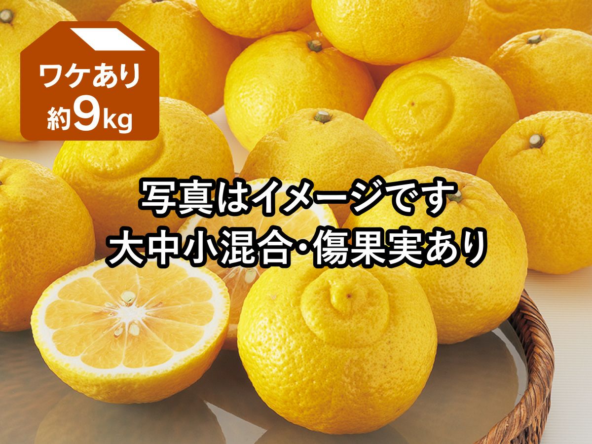 ワケありはるか約9kg | のま果樹園