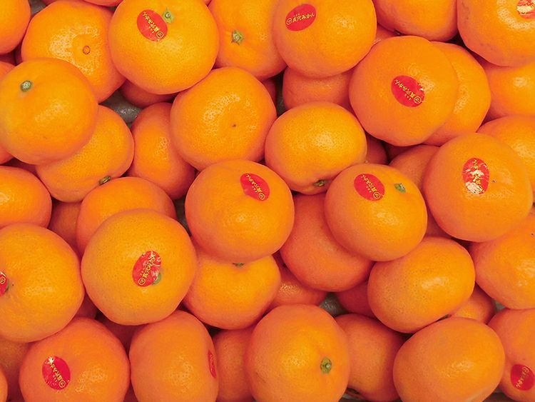 真穴みかんCセット-家庭用 約5kg | のま果樹園