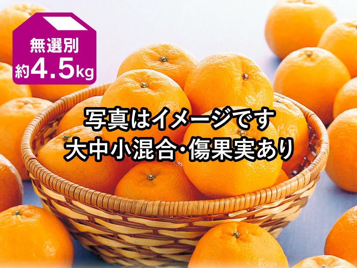 極早生みかん約2kg-家庭用 | のま果樹園
