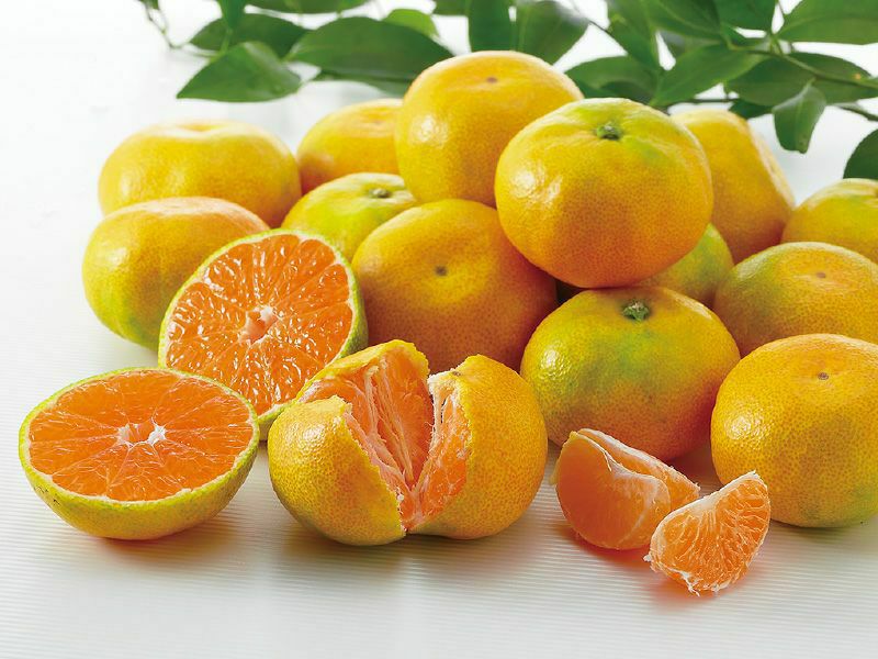 000000001966-01-l.jpg?t=