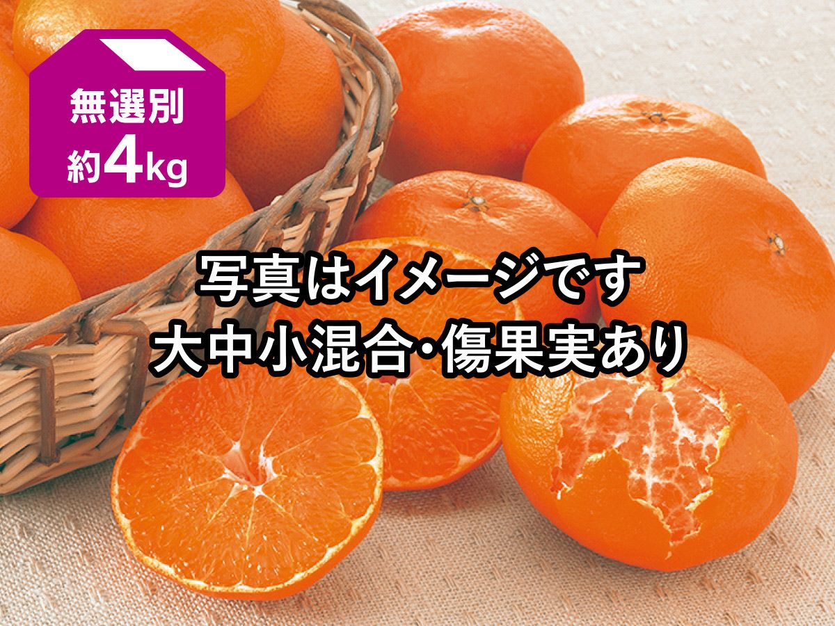 セール 登場から人気沸騰 甘平 約4kg のま果樹園 | 無選別(キズ果・サイズ混合) 果物