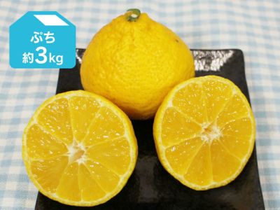 媛小春（ひめこはる） 約3kg | のま果樹園