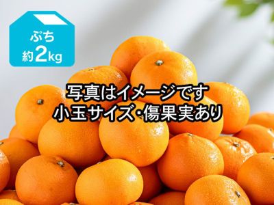 露地せとか約2kg-家庭用 | のま果樹園