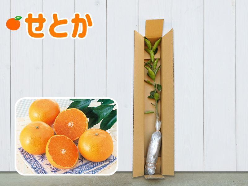 実付き！幻の高級ミカン苗木「せとか」４年生 実付き！幻の高級ミカン苗木「せとか」4年生 特撰！幻の高級 みかんの