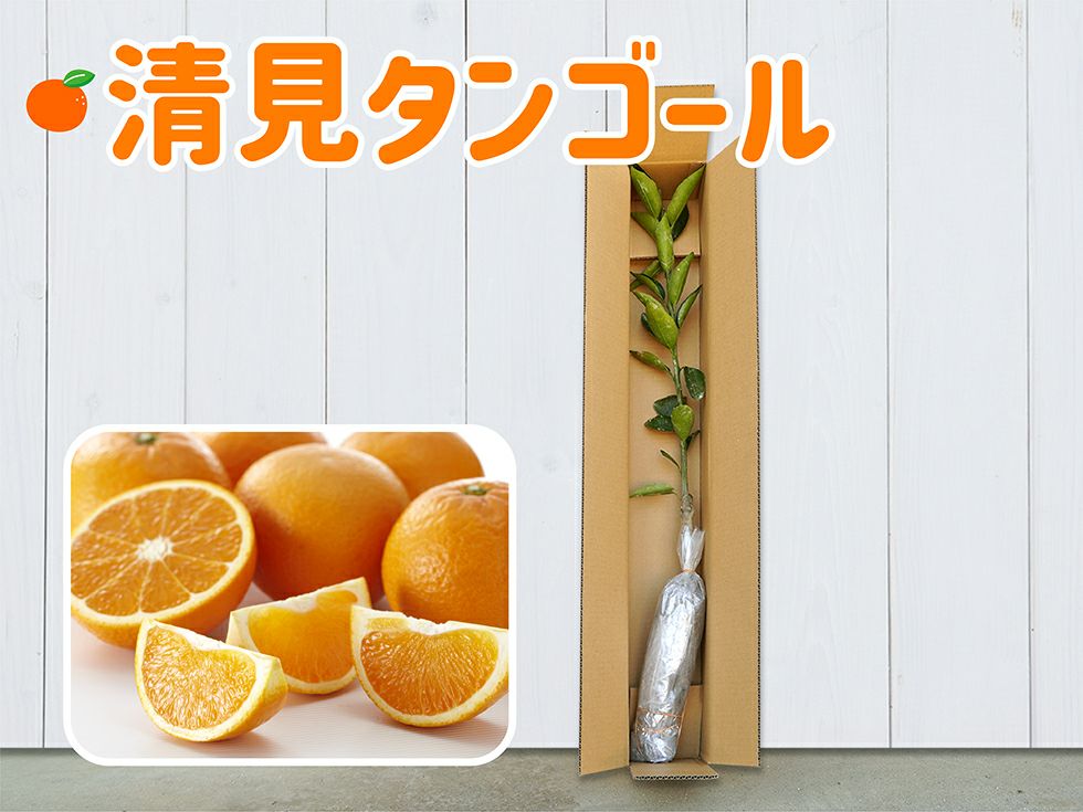 ①興津早生みかん 4年生 実つき! 【公式通販】 ①興津早生みかん 4年生 実つき! 【公式通販】
