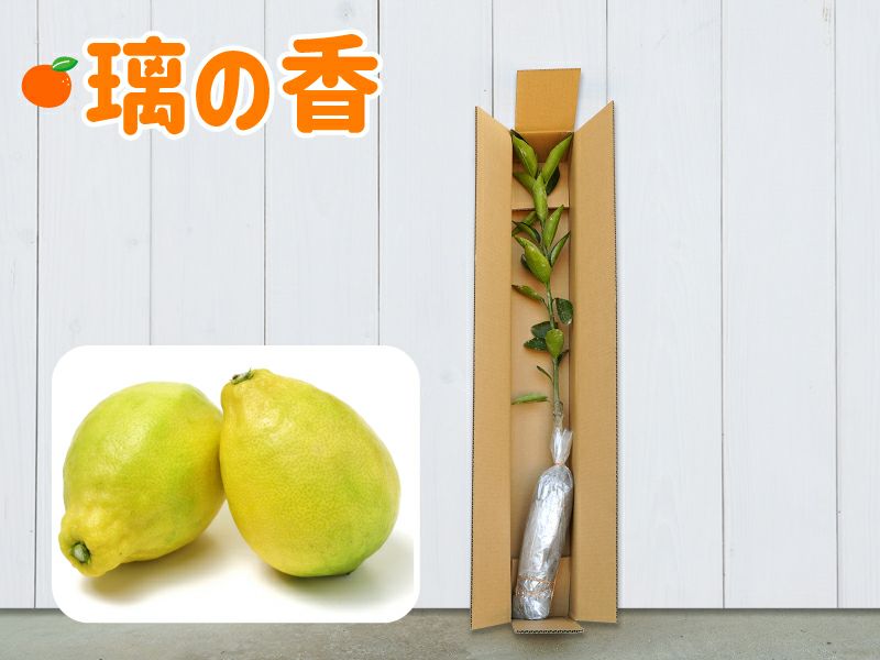 璃の香1年生芽接ぎ【苗木】 | のま果樹園 璃の香1年生芽接ぎ【苗木】 | のま果樹園