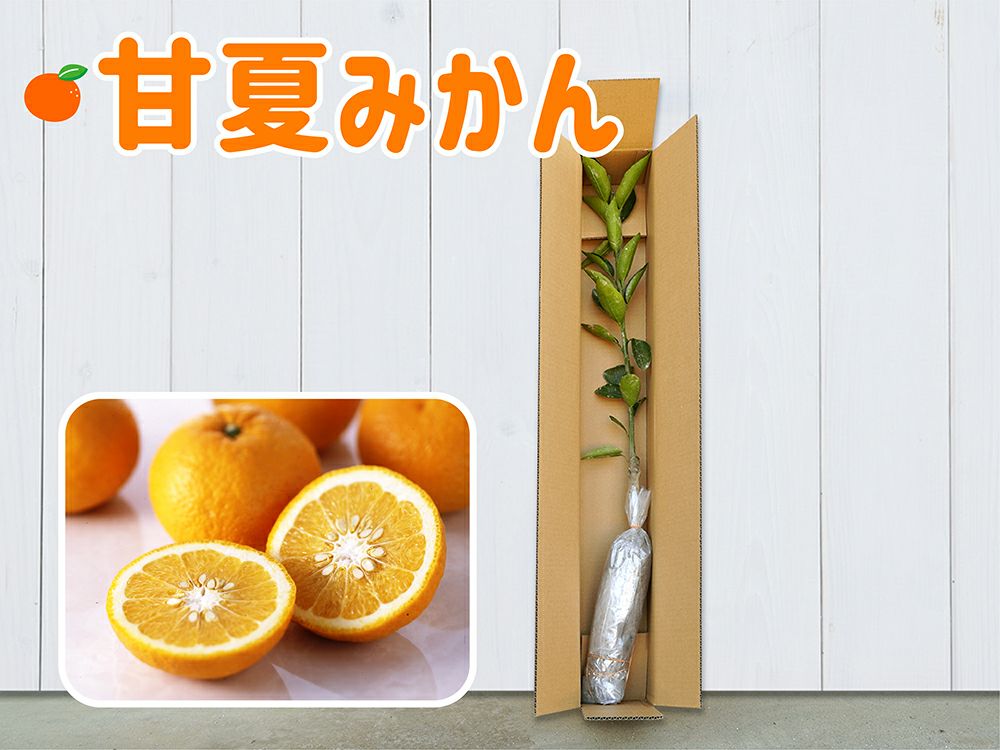 夏ミカン様専用 夏蜜柑様・専用ページ（3種類アチューンメント） 甘