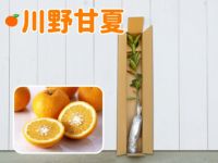 川野甘夏1年生芽接ぎ【苗木】 | のま果樹園