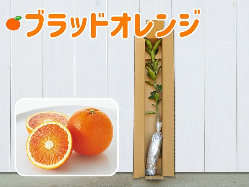タロッコ1年生芽接ぎ【苗木】 | のま果樹園
