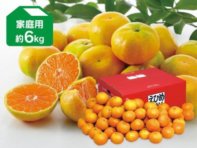 鮮度を保つ魔法の袋付き★愛媛みかん★宮川早生みかん★お歳暮★産地直送 コルレオファーム / 【早生みかん】宮川早生