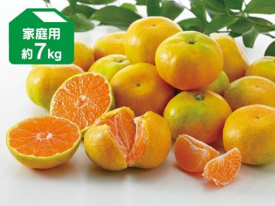 愛媛県産　まぁどんな　早生みかん　セット 愛媛県産 まぁどんな 早生みかん セット 愛媛県産 まぁどんな