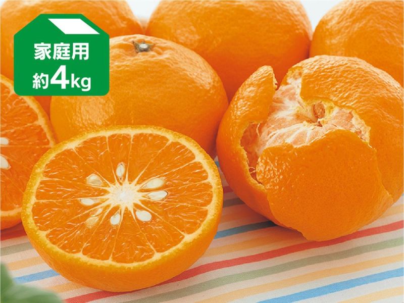 楽天市場】【予約割引300円OFF】 カラマンダリン【特等2年生