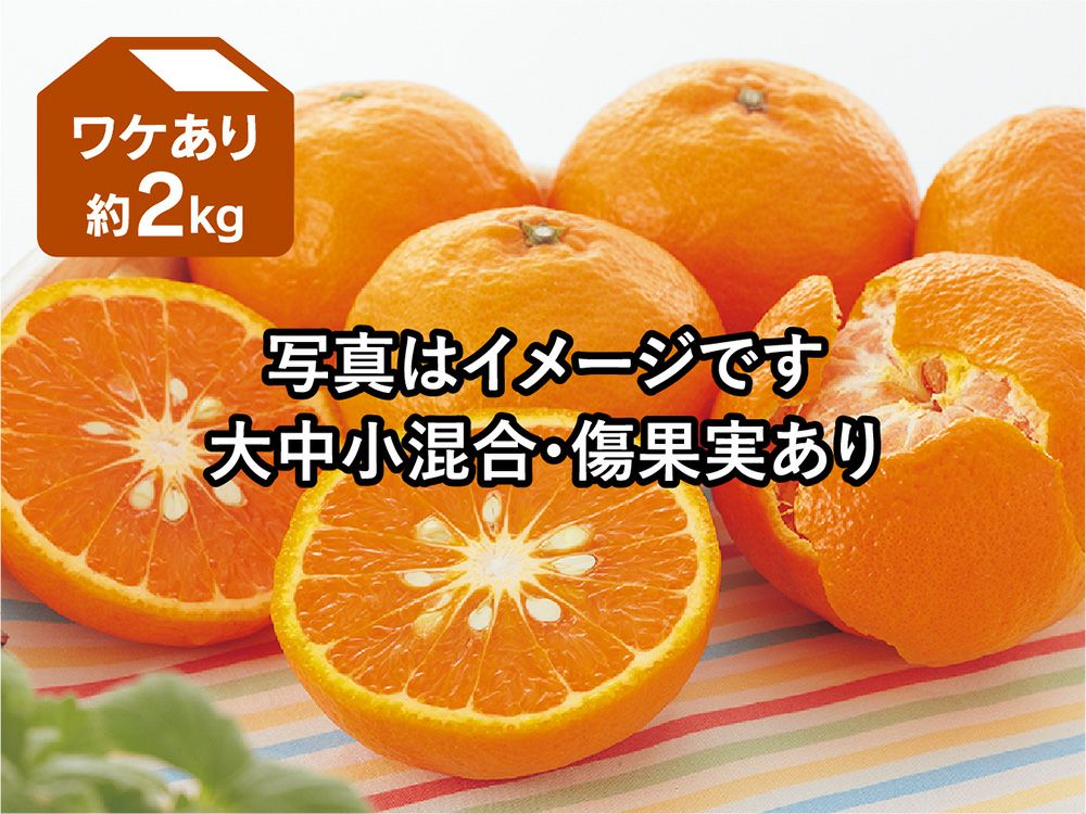 ワケありカラマンダリン約2kg | のま果樹園