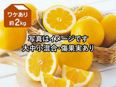 ワケあり木成り河内晩柑約2kg | のま果樹園