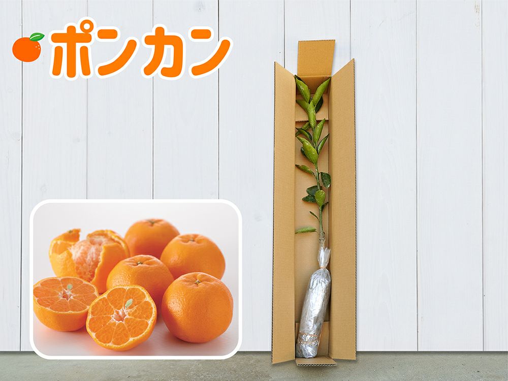 ミカンページ 西浦 極早生ミカン入荷しました！ – フレッシュストアタカハシ｜静岡県