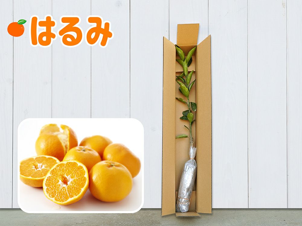 はるみ 1年生芽接ぎ【苗木】 | のま果樹園
