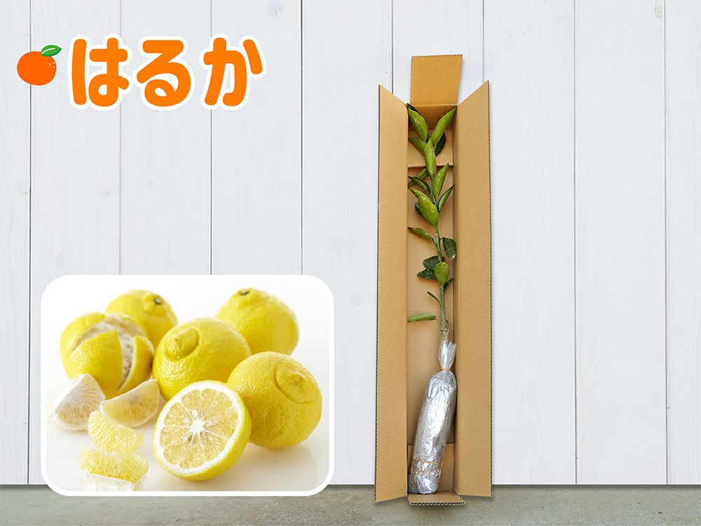 みかんの苗木産直便 | のま果樹園