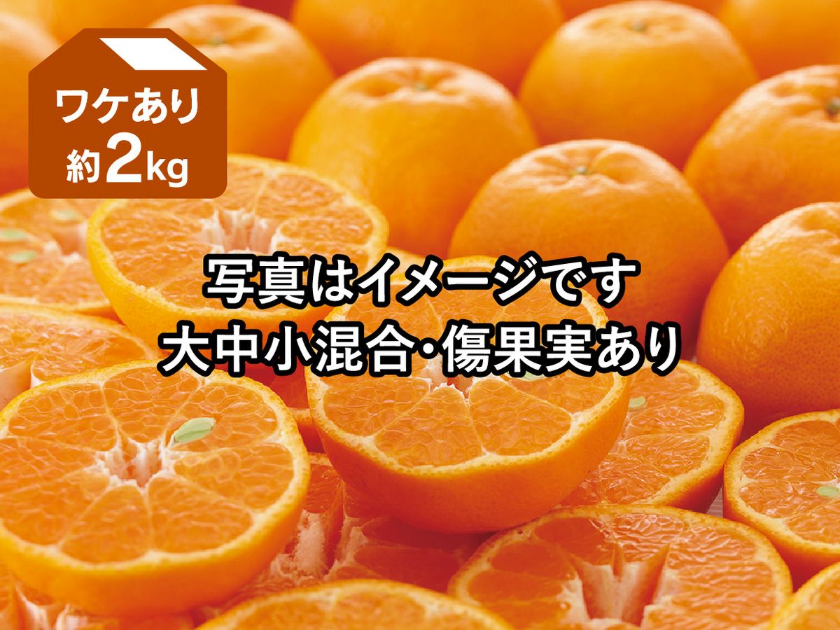 ワケありポンカン約3kg | のま果樹園